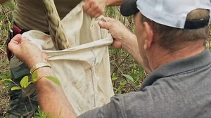 These hybrid pythons are incredibly dangerous. | Swamp People on History