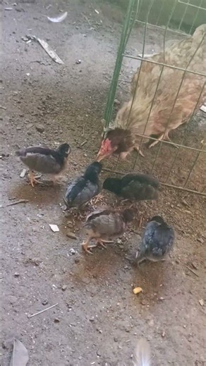 pollitos de 8 días🐣🐤