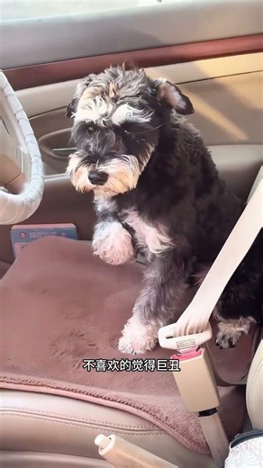 Cute Schnauzer Puppies: Adorable Dog Fun for Everyone