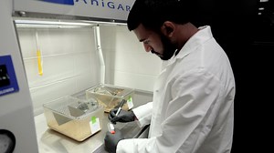 约束以诱导小鼠和大鼠的压力