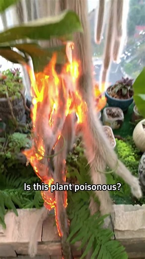 Understanding Poisonous Plants and Their Safety Risks
