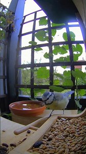 Süße Blaumeise neugierig am Vogelbuffet