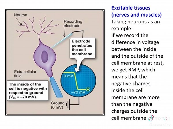 what are membrane potentials, genesis and fate #طلاب_الجامعات #physiology #medical #مشاهير #مشاهير_السودان