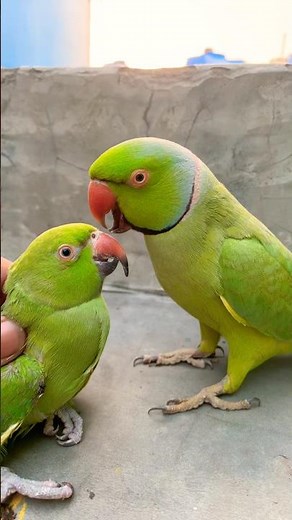 Indian Ringneck parrot video # Talking parrot video #nonstoptalkingparrot #viralvideo #talkingparrot
