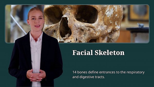 Axial Skeleton _ Learn Skeleton Anatomy