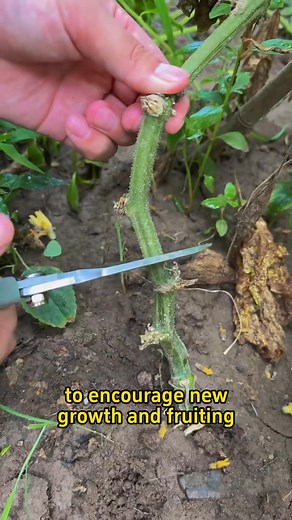 🥕How to prune cucumbers and okras after fruiting🥕 🥒Cucumbers You can trim cucumbers about 20cm from the base. 🫛Okras Since okra produces fruit on the main stem, it's important to | Seeds Havest