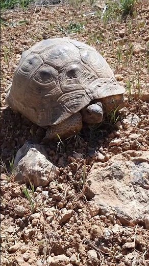 Mountain Turtle Encounter | Rare Wild Turtle in Iran’s Highlands | لاک پشت کوهی