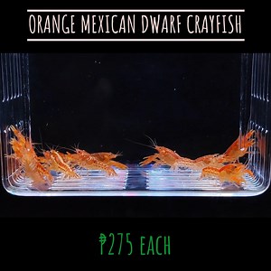 1.1K views · 21 shares | SOLD OUT! ORANGE MEXICAN DWARF CRAYFISH!...