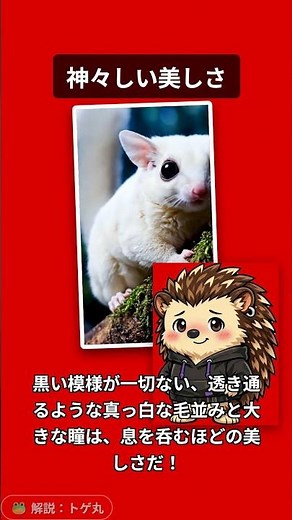 🧚 第53弾：【白モモンガ】ただの白じゃない！『生きた妖精』ピュアホワイトの奇跡 編 #フクロモモンガ #ピュアホワイト #トゲ丸
