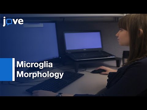 Microglia Morphology