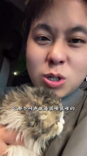 Monaco's New Home: A Dwarf Kitten's Journey to Short Feet Paradise