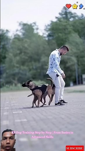 K9 Dog Training Step by Step | From Basics to Advanced Skills #malinois #police #dogtraining