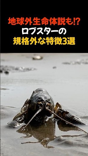 地球外生命体っぽいロブスターの特徴3選 #雑学 #トリビア #動物 #豆知識 #ショート ＃面白い