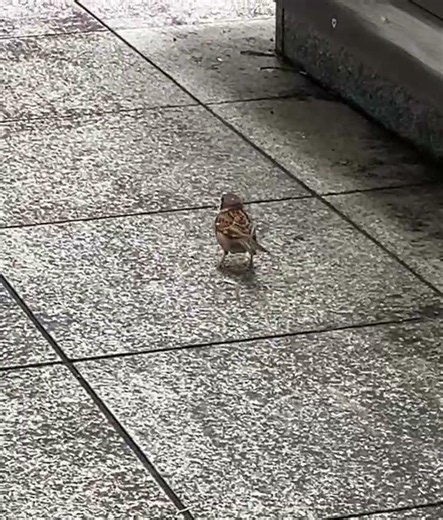 【鳥】スズメが咥えて行った #birds 2026/06/29