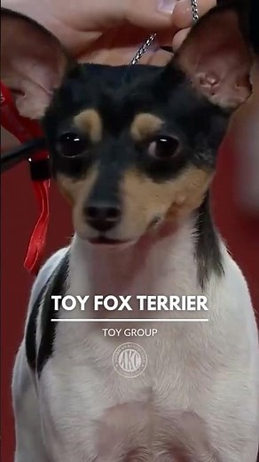 Meet the Fox Toy Terrier #akcbestinshow