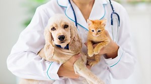 Veterinary hospitals have option to keep curbside appointments or do in-person ones
