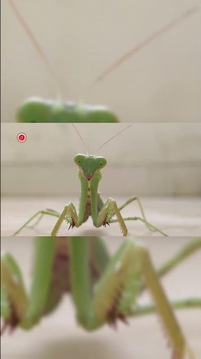 Real Praying Mantis Sounds | High Quality | Cute Praying Mantis Sound Experience! #shorts
