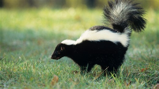 Springfield-Greene County Health Department confirms case of rabies