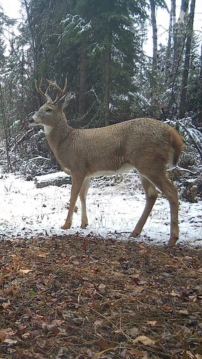 10 months of trail camera footage. Lynx - wolf - deer - elk - fox - bear - raccoon - coyote - moose - fisher. #nature #forest #wildlifephotography #trailcam #trailcamera #animals #canada #saskatchewan #relaxingvideos #cuteanimals