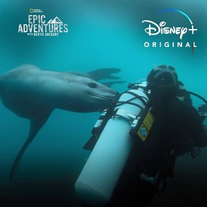 Meet the sneakiest leopard seal yet 👀 Catch tomorrow's #DisneyPlusDay premiere of #EpicAdventuresWithBertieGregory, an Original series streaming on Disney . | National Geographic Animals