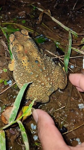 funny toads 😂😂🤣