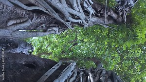 Amazing Banyan Tree Roots A large banyan tree has many roots. Roots that extend from the trunk down to the soil. Some roots are straight. Some roots are intertwined along the trunk. nature in Bangkok