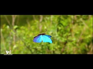 Butterfly Animation I Element 3D After Effects