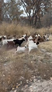 There is no better tool!! #goatscaping #goatgrazing #prescribedgoatgrazing #targetedgrazing #cowboymax | Galloping Goat Pumpkin Patch