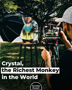 There’s a monkey actress who makes millions of dollars—she once peed on Robin Williams and kissed Justin Bieber. | Sunday Roast