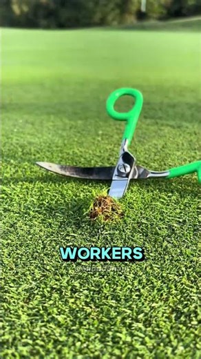Why Golf Courses Need Constant Maintenance #funfacts #interesting #science