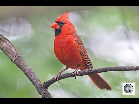 Chant et cri du Cardinal rouge/Song and call of the Northern Cardinal
