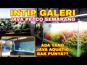 INTIP GALERI JAVA PET CO SEMARANG! - ADA YANG JAVA AQUATIC GA PUNYA