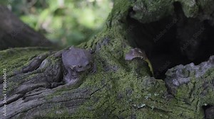 South African Black rain frog sitting on moss covered tree branch and then jumping from the branch