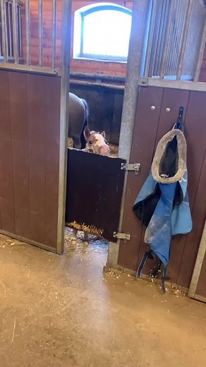 Top Viral Horse Moments: Best Horse & Foal Clips