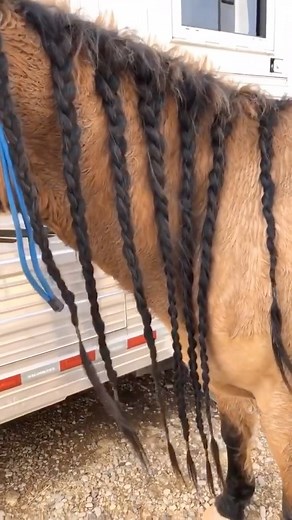 Time and time again, BioMane Equine Pellets have been proven to drastically improve equine mane and tail growth, coat condition, and hoof health. These nutritional pellets provide all of the amino acids, proteins, vitamins, and nutrients that are necessary for exceptional equine hair growth. By feeding one scoop of BioMane pellets to each horse each day, BioMane users can expect to see three results for their horses: 1. Supported hair growth rates 2. Optimized hair health 3. A sense of renewed e