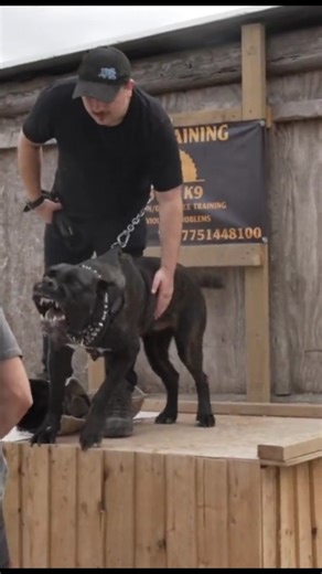 Cane Corso attack #Cane corso training #Guard dog #Viral dog