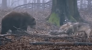 Brown Bear & Two Hungry Wolves Play Tug Of War With Deer Carcass | Whiskey Riff