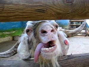 Funny Crazy Goat