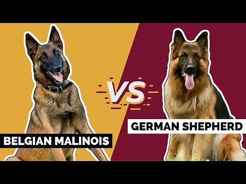Belgian Malinois Vs. German Shepherd [Which is Better?]