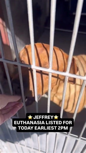 🆘️🆘️ WHO CAN FOSTER? please comment below!