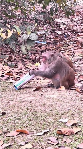 Why Did the Monkey Put Its Hand Inside the Box? 😳🐒