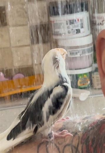 💦 C’est l’heure du bain pour nos calopsittes! Elles adorent se rafraîchir, secouer les ailes et faire leur petit show dans l’eau. 🐦✨ Et chez vous, vos oiseaux aiment le bain aussi ? 😍 👉 Dites-le en commentaire et abonnez-vous pour plus de moments mignons ! #Cockatiel #Calopsitte #OiseauxDomestiques #BirdLovers #MomentMignon