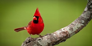 Do You Know MORE Red Things?