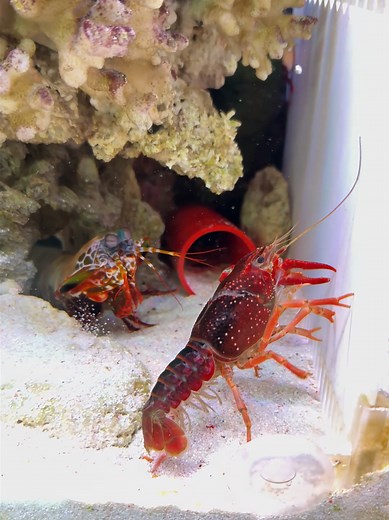 Giant Mantis Shrimp vs Invasive Crayfish: A Natural Showdown