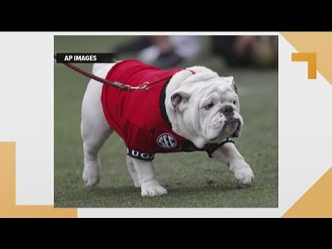Georgia Bulldogs mascot Uga named best in college football