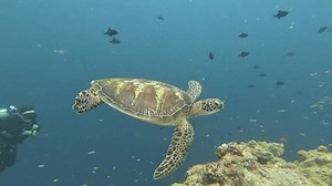 Turtle getting cleaned | Palau Dive Adventures