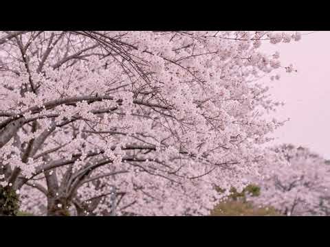Cherry Blossom Walk - Japanese Lofi Koto | Sakura Spring Vibes & Soft Vocals