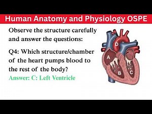 HUMAN ANATOMY AND PHYSIOLOGY OSPE PRACTICE EXAM