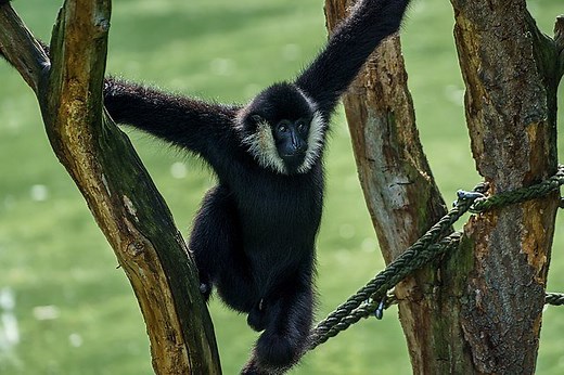 Black Spider Monkey Facts - Black Spider Monkey Information