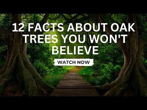 12 Facts About Oak Trees You Won't Believe | Facts Heads